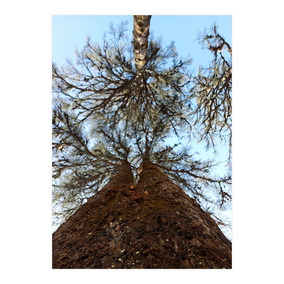 Ataraxia - Tree Series 2 (Print Only)