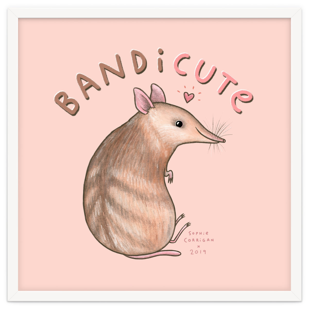 Bandicute