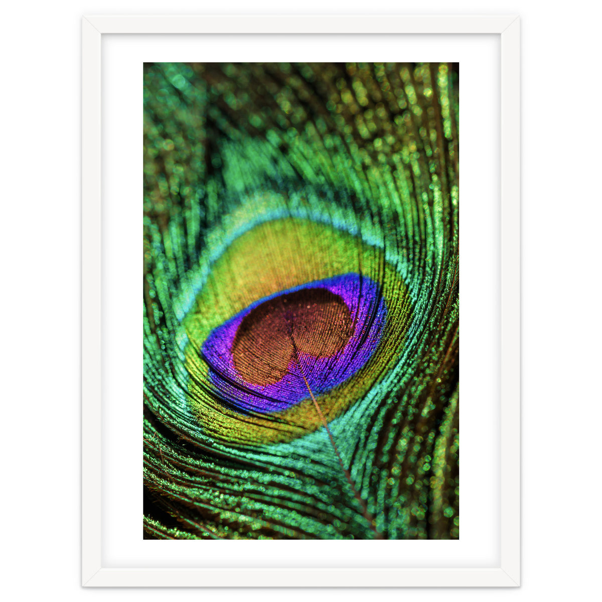 Peacock feather
