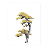 Bonsai Tree 04 (Print Only) thumbnail