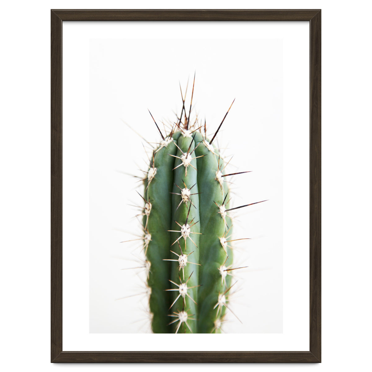 Cacti