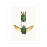Cc Insects 02 (Print Only) thumbnail