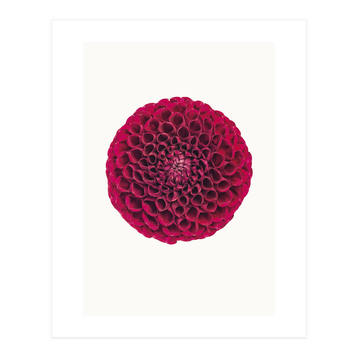 Cc Flower 03 (Print Only)