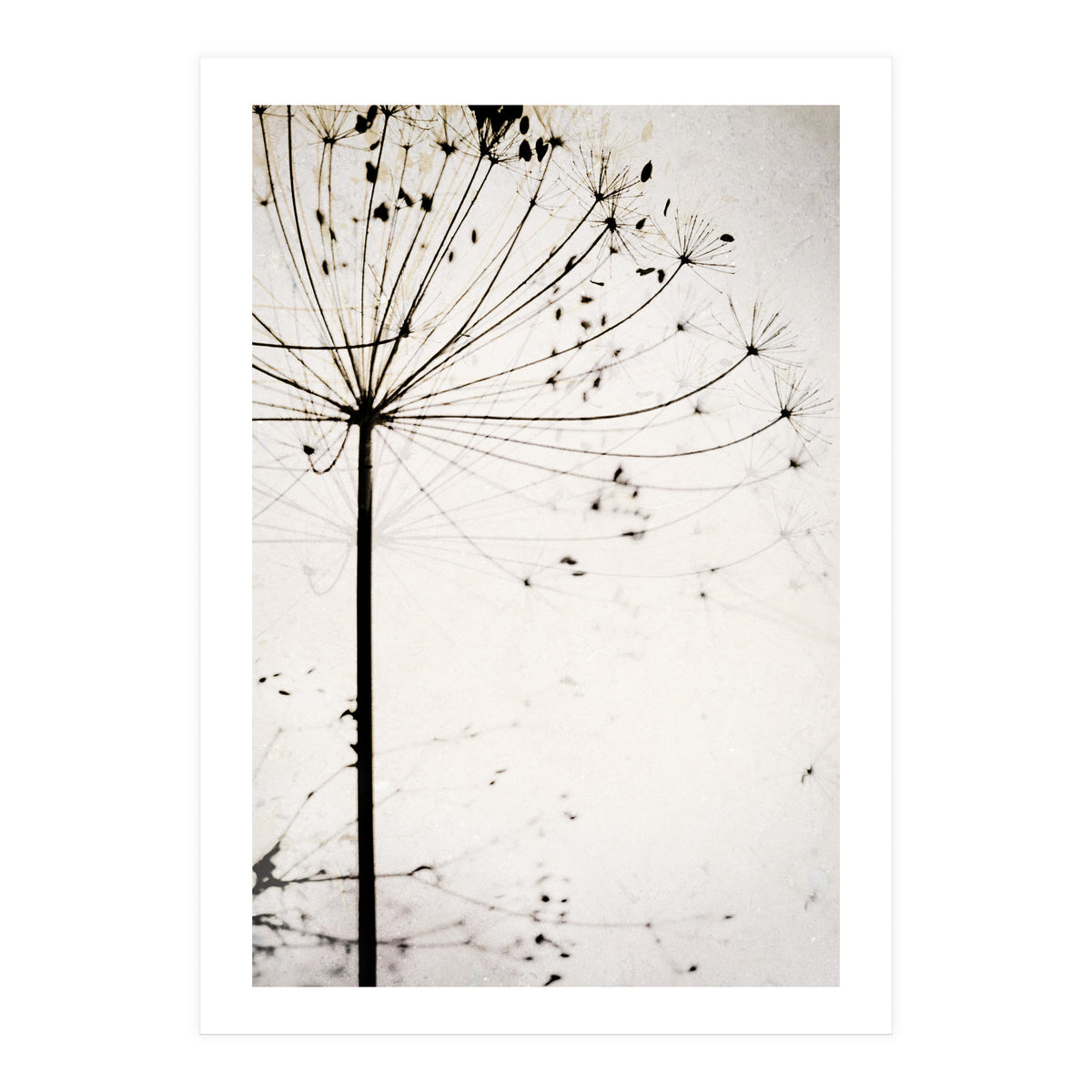 Herbstblume (Print Only)