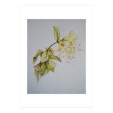 Honeysuckles (Print Only) thumbnail
