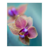 Orchidee (Print Only) thumbnail
