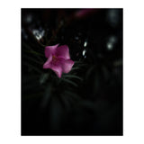 Pinky Flora (Print Only) thumbnail