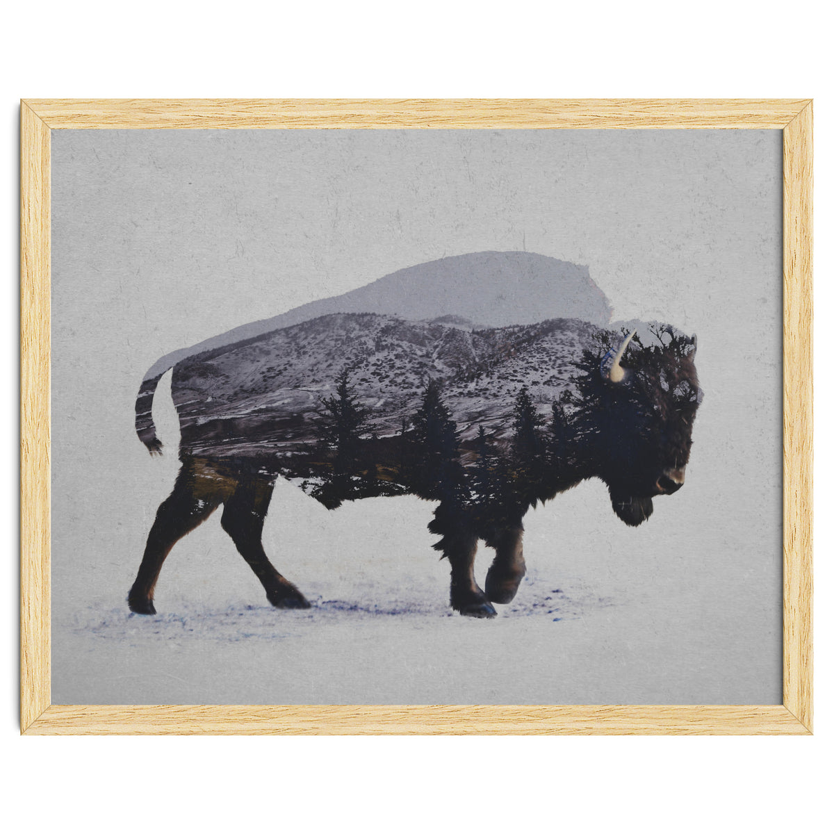 The American Bison