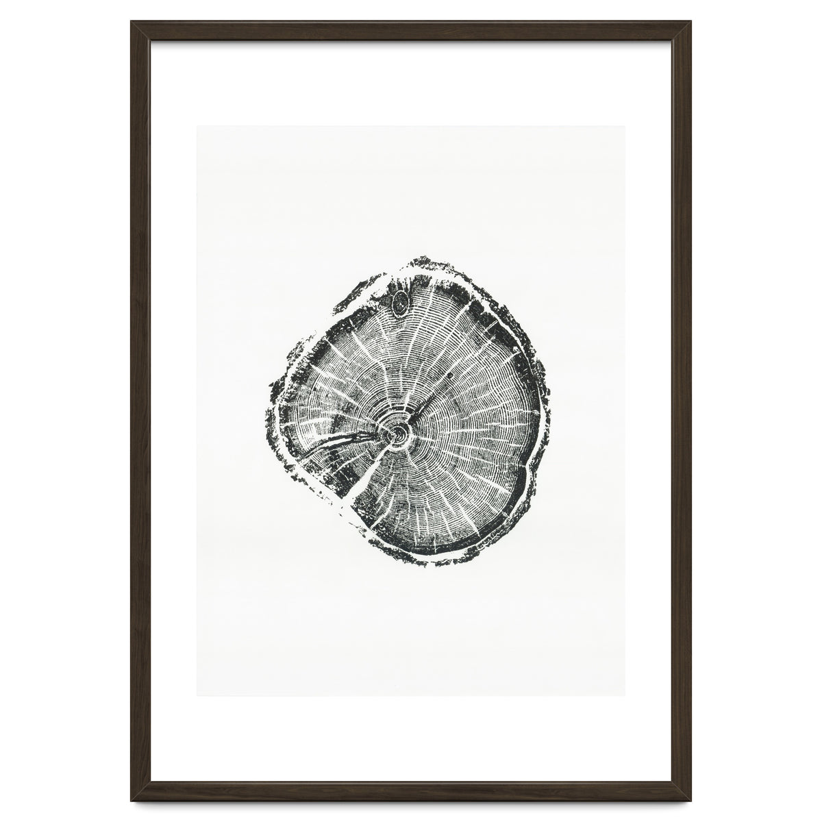 Tree Ring Print, Albion Basin, Utah, Pine Tree Print