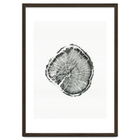 Tree Ring Print, Albion Basin, Utah, Pine Tree Print