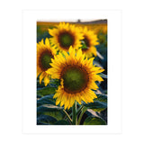 Summerflower (Print Only) thumbnail