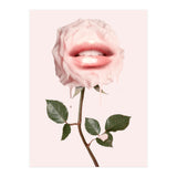 Glossy Rose (Print Only) thumbnail