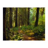 Old Growth Forest (Print Only) thumbnail