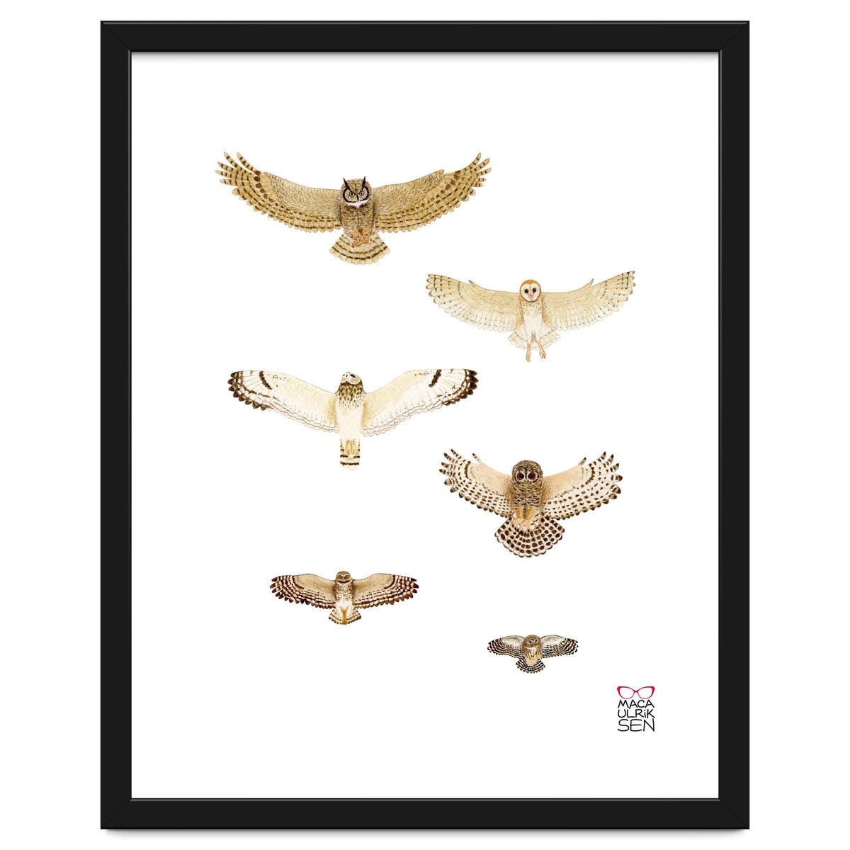 Typical owls & Barn owl