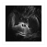 Orang-Utang (Print Only) thumbnail