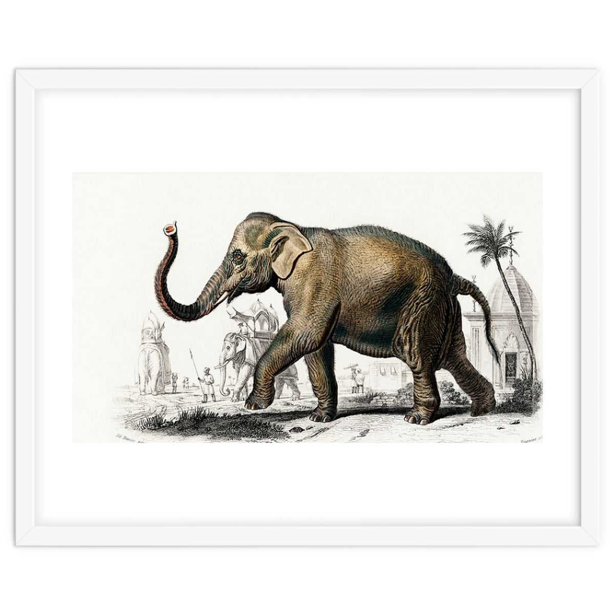 Asiatic elephant indicus illustrated