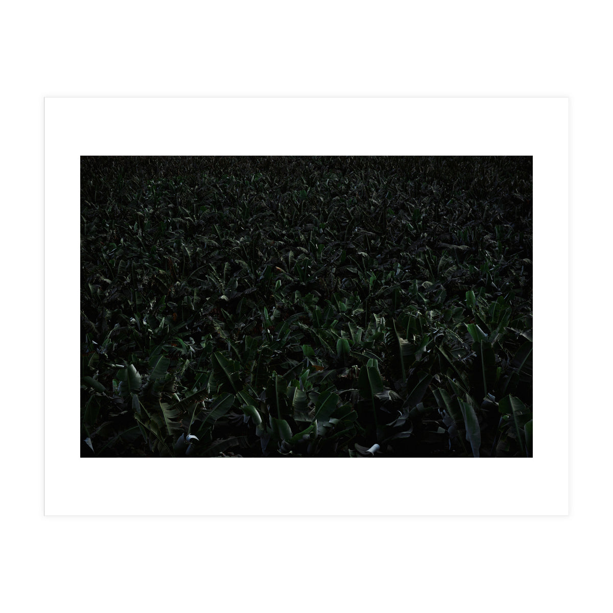 Obscurity (Print Only)