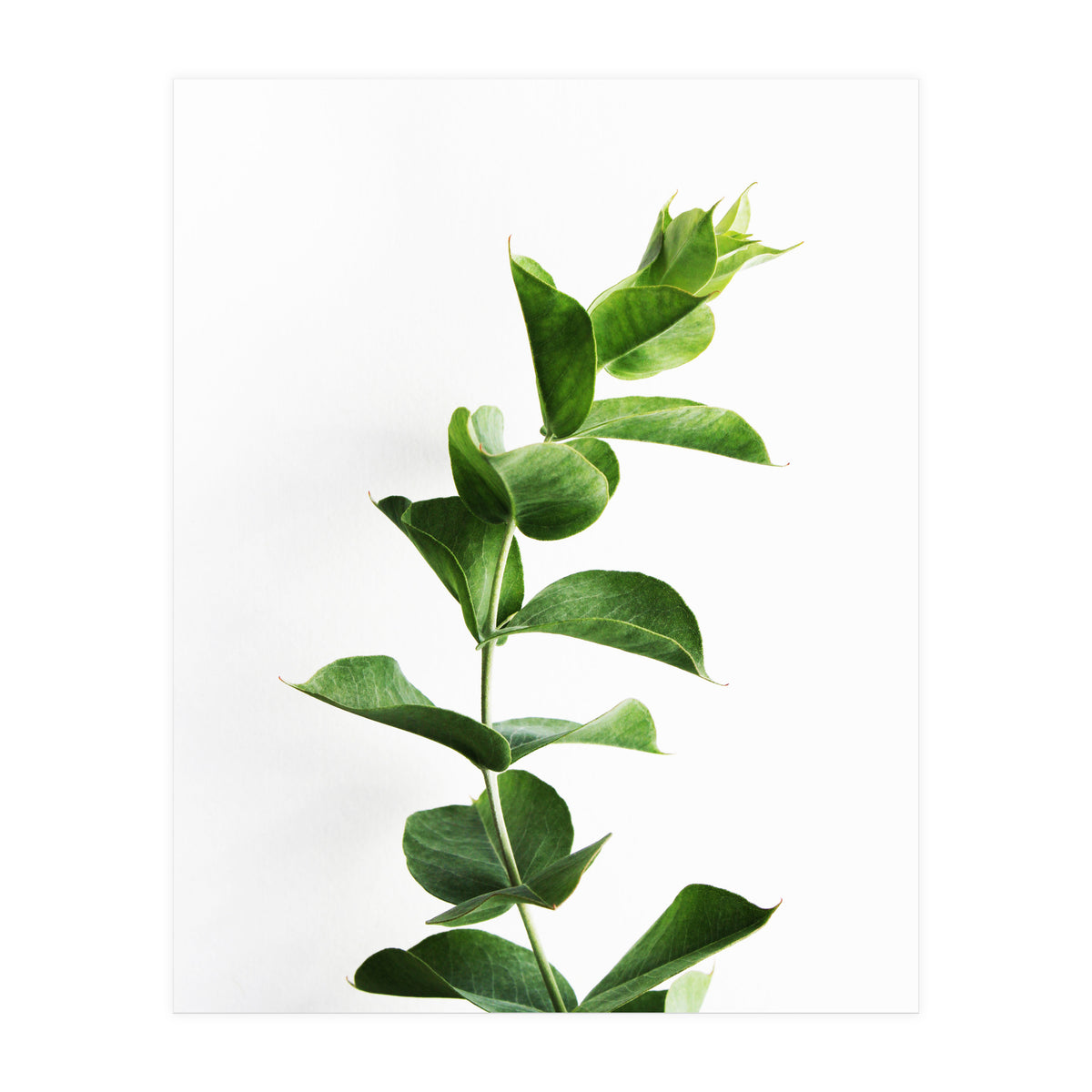 Eucalyptus (Print Only)