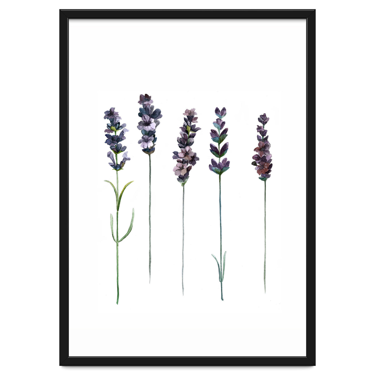 Botanical Illustration Lavender