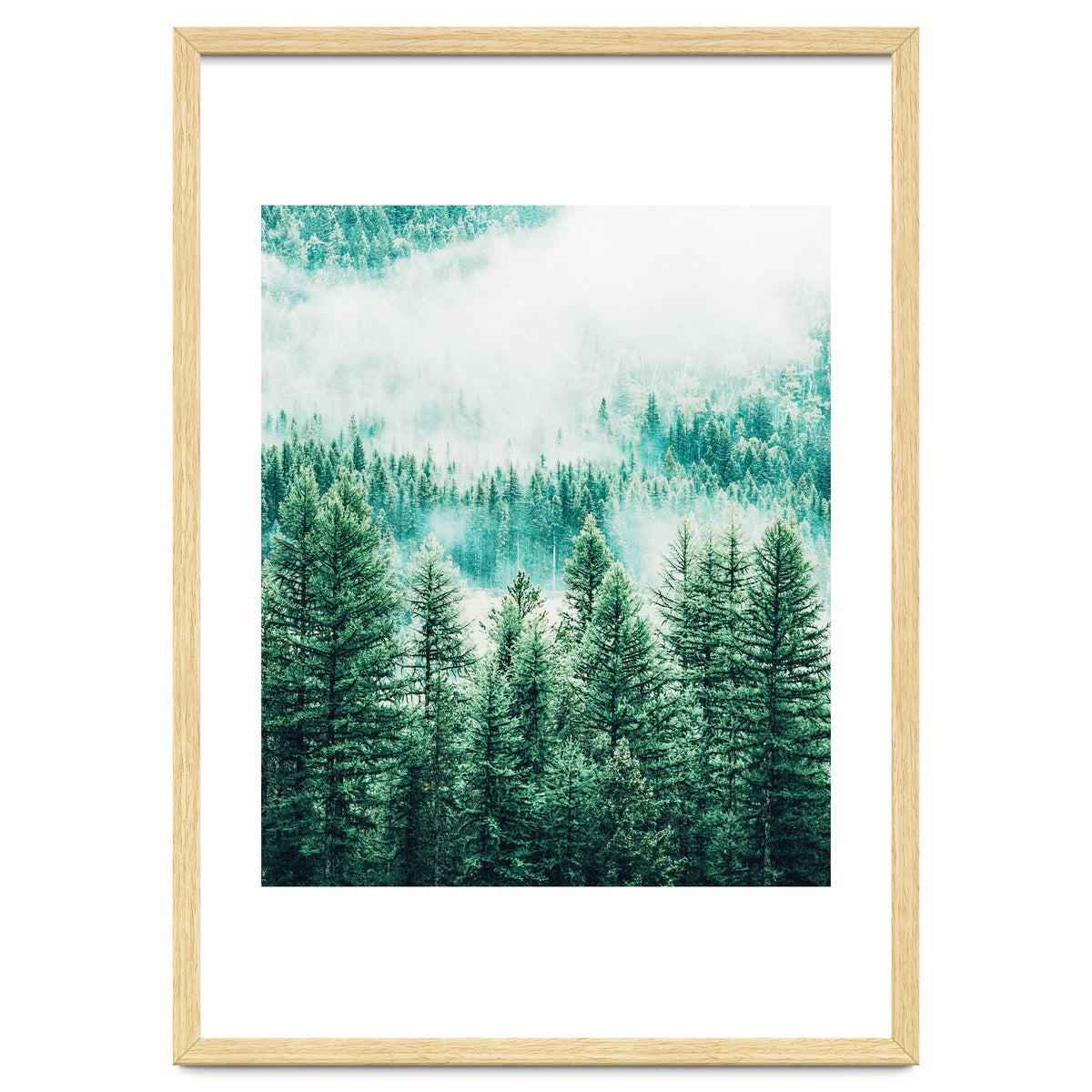 Forest And Fog