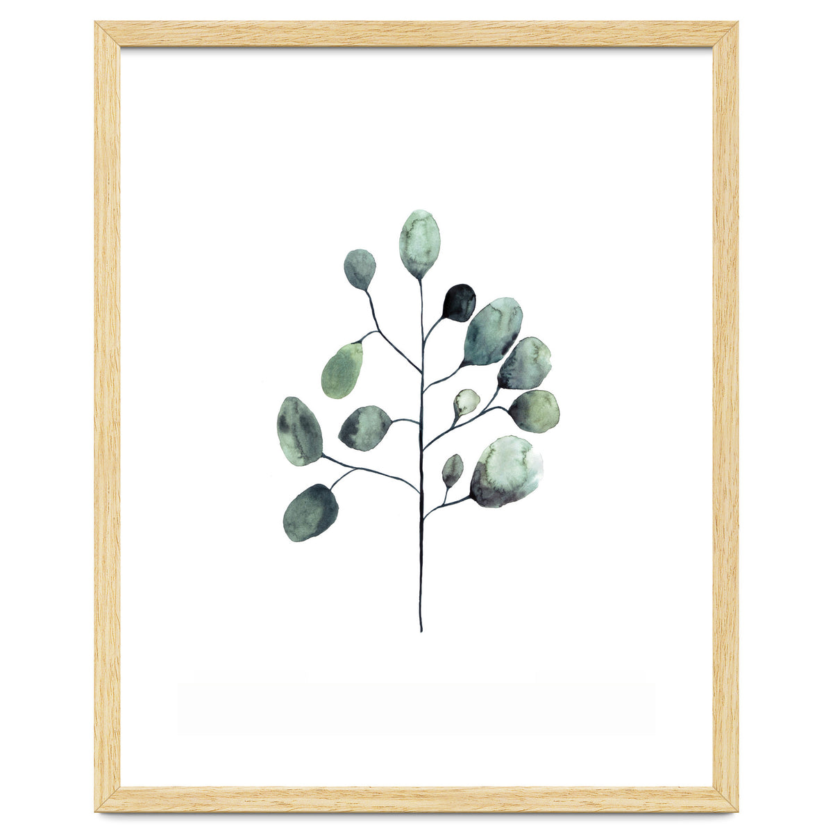 Botanical Illustration Eukalyptus