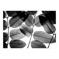Experiments with Leaves II (Print Only)