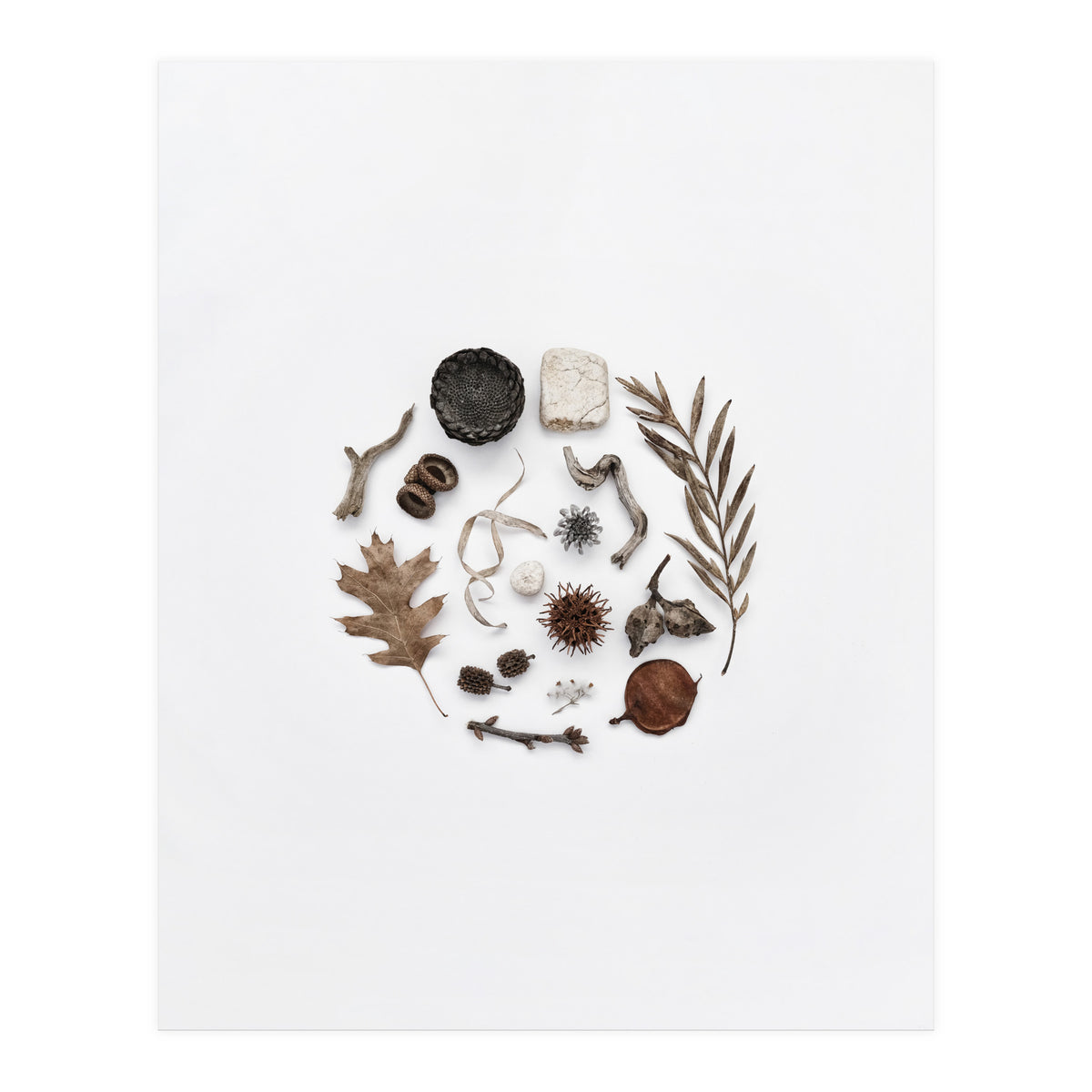 Treasures From Nature No. 2 (Print Only)