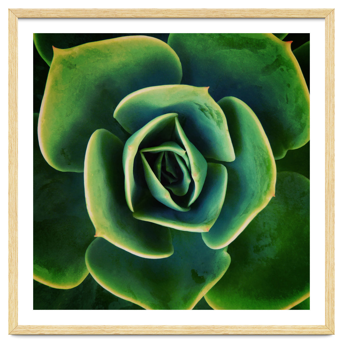 DARKSIDE OF SUCCULENTS XIII