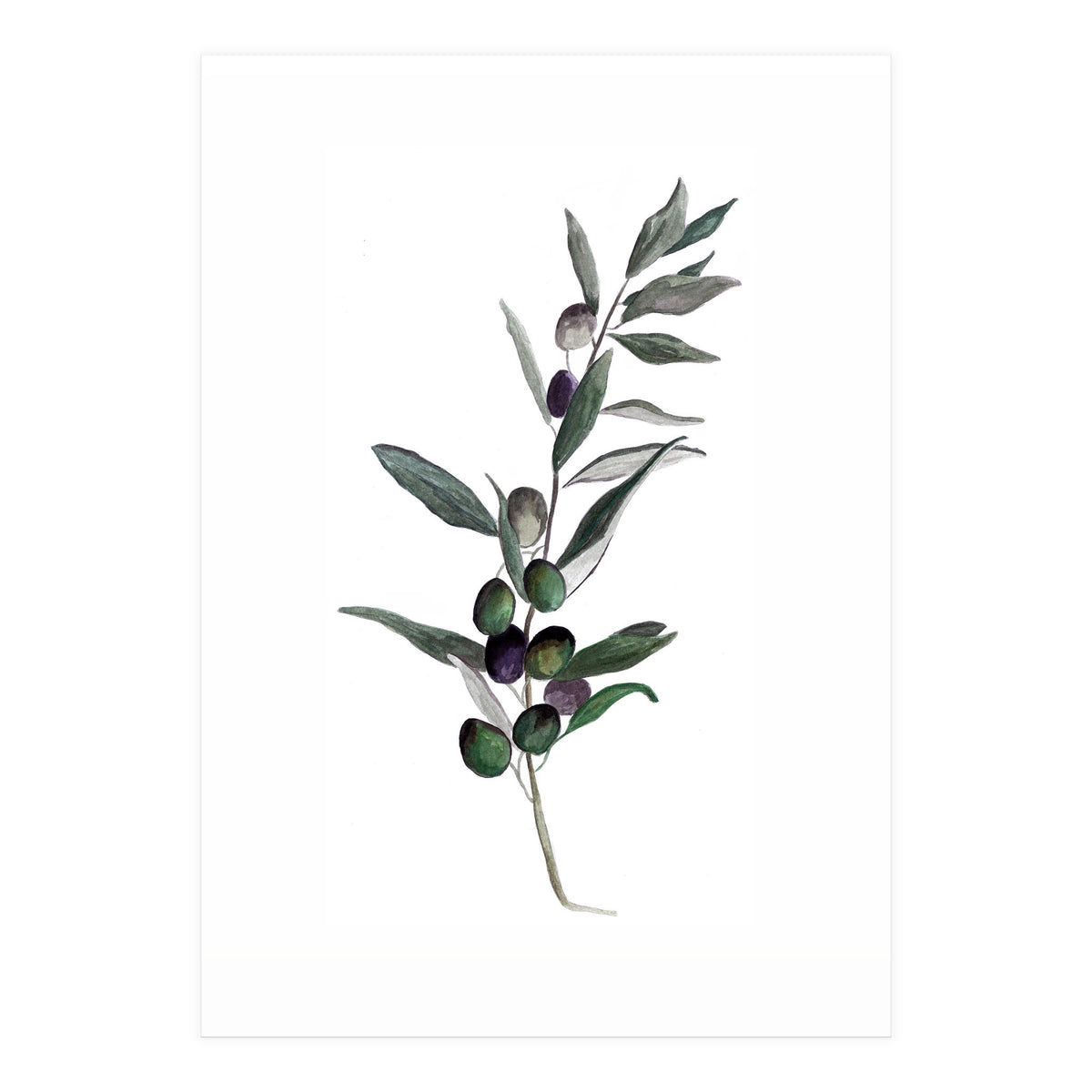 Botanical Illustration Olive (Print Only)