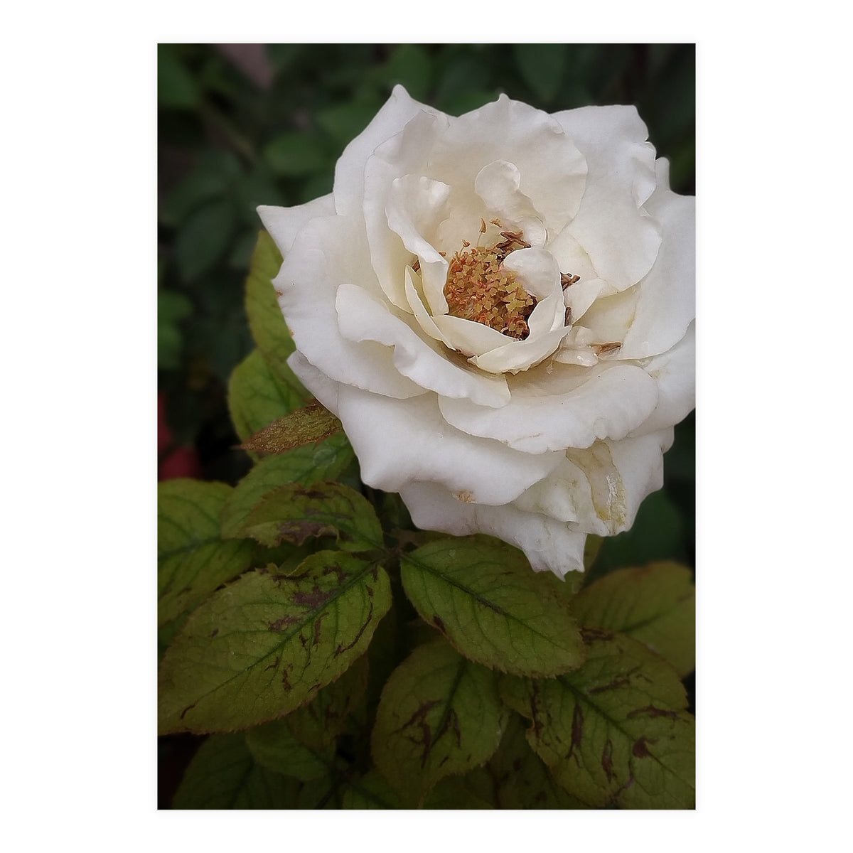 Fabulous White Rose Garden (Print Only)