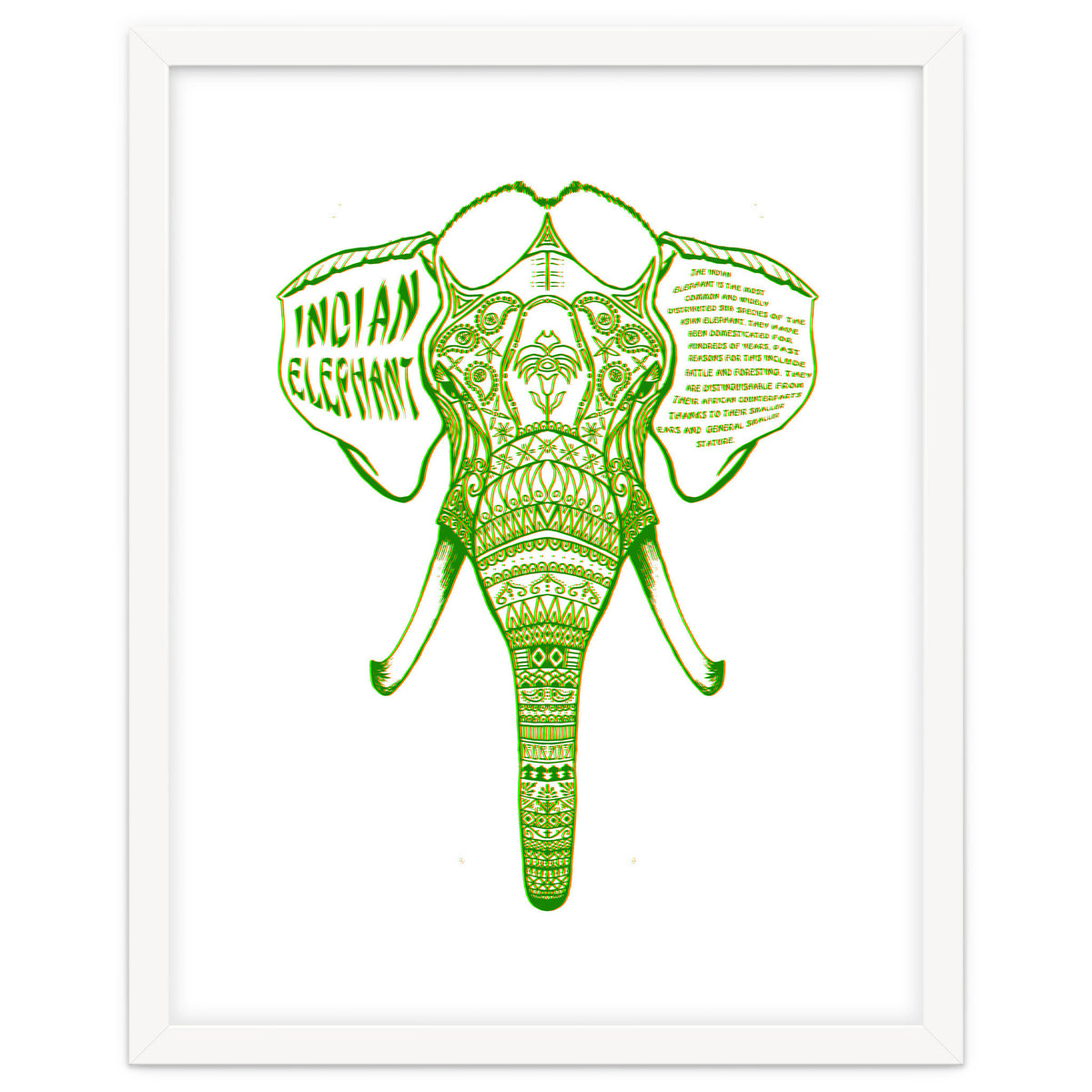 Indian Elephant