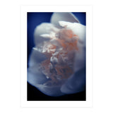 White Peony (Print Only) thumbnail
