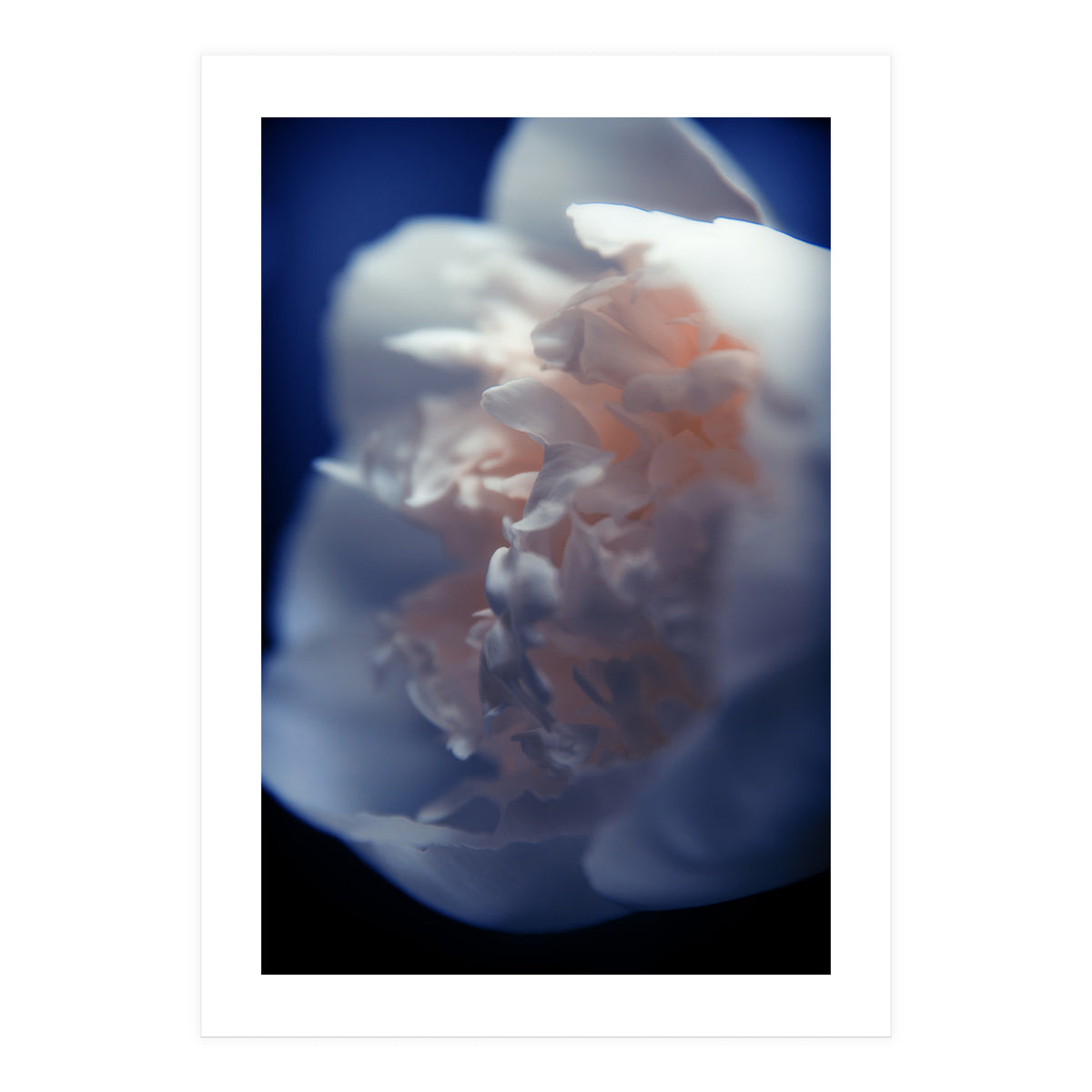 White Peony (Print Only)