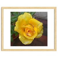 Yellow Rose with Dew Drops