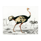 Struthio illustrated (Print Only) thumbnail