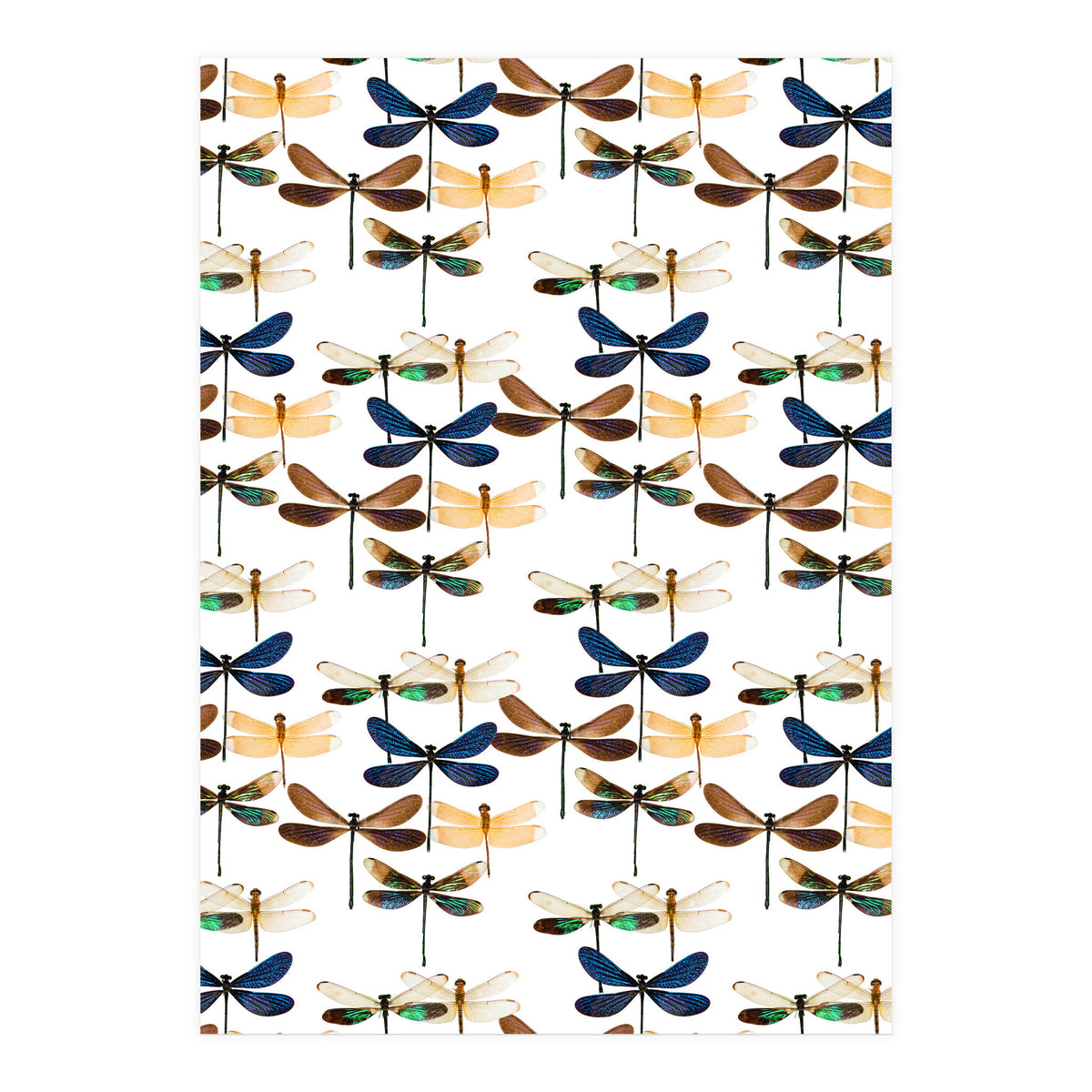 Cc Mle 10213 (Print Only)