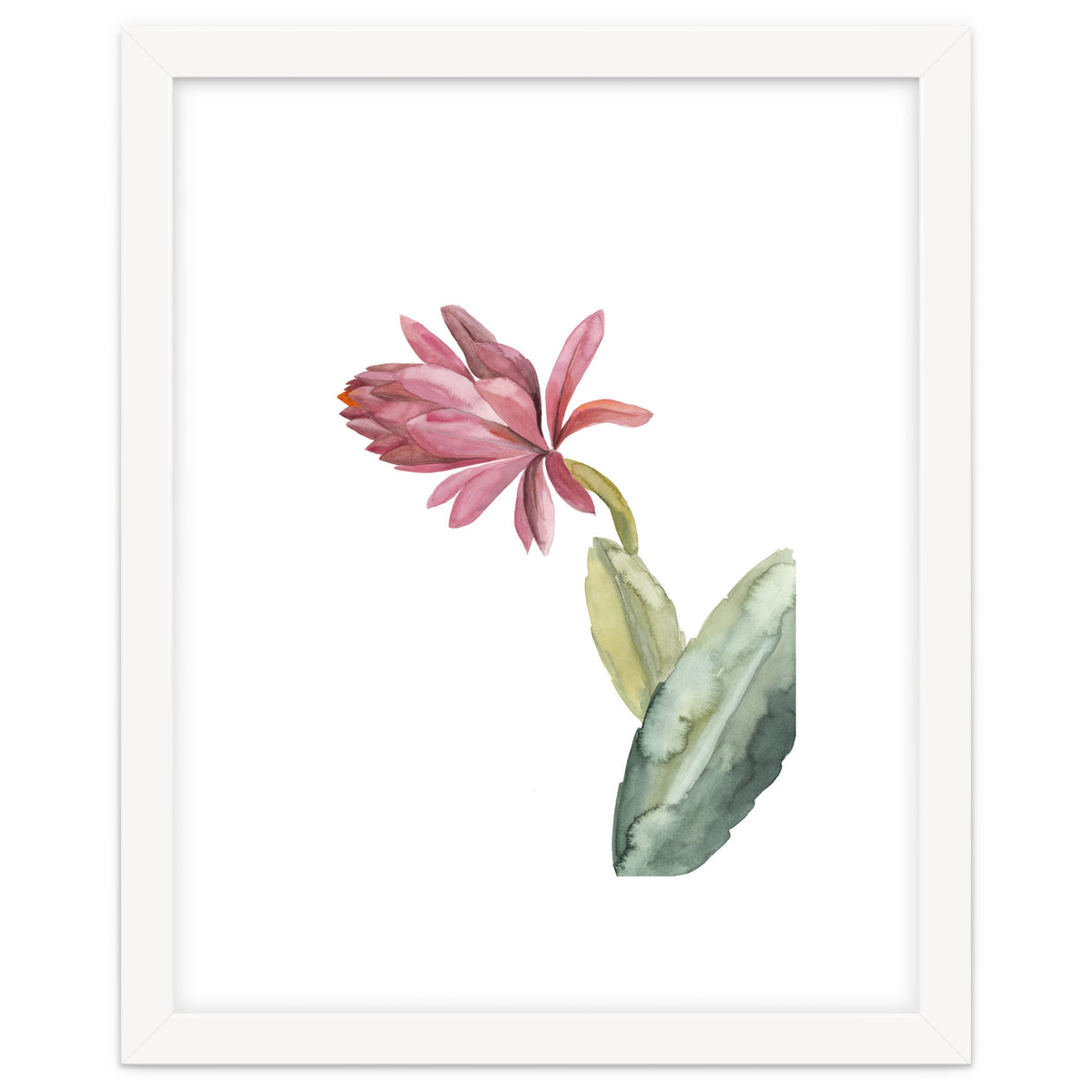 Botanical Illustration Pink Cactus Flower