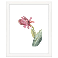 Botanical Illustration Pink Cactus Flower
