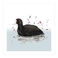 Common coot (Print Only)