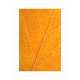 Autumn Leaf (Print Only) thumbnail