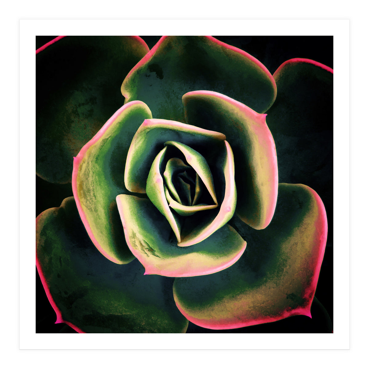 DARKSIDE OF SUCCULENTS XV (Print Only)