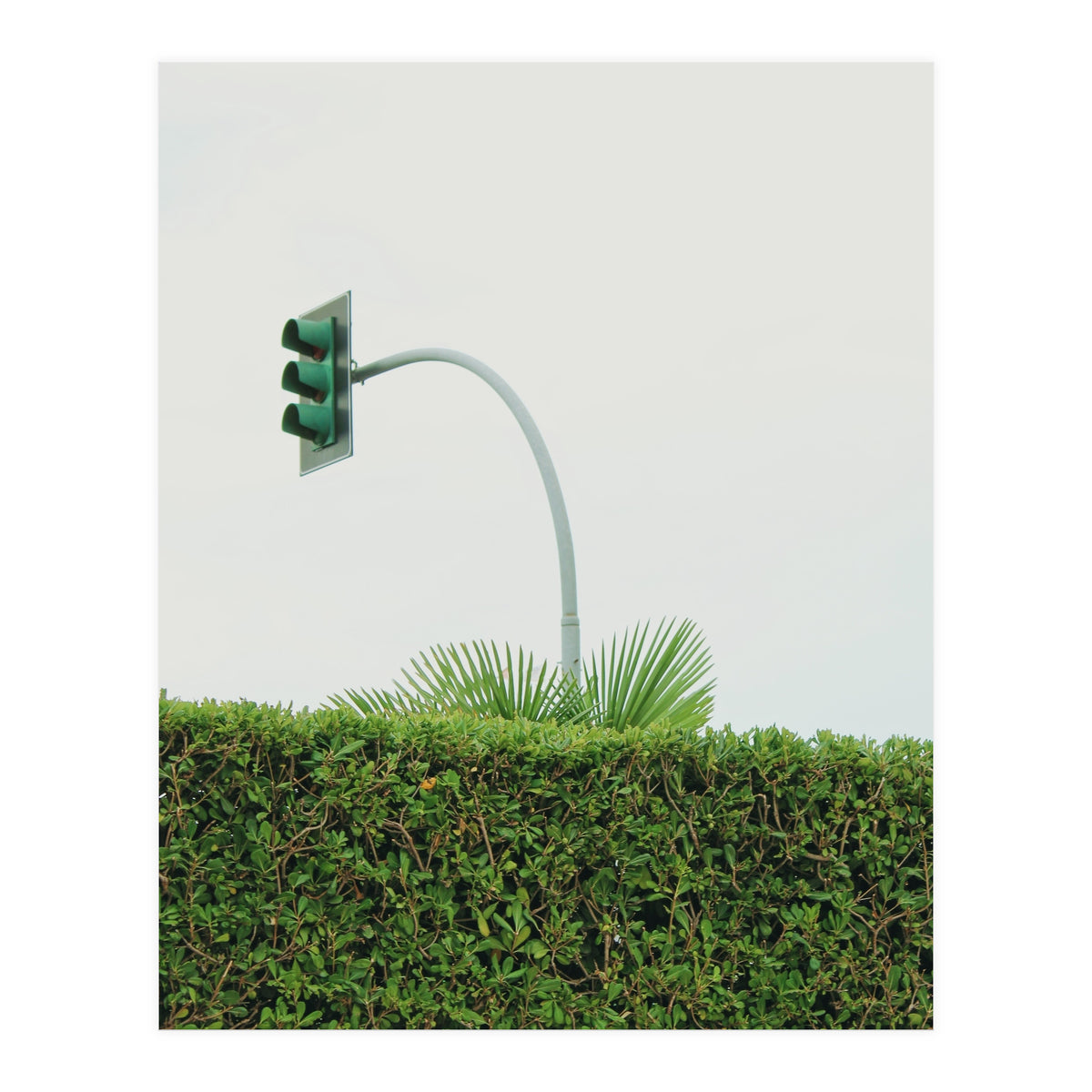 Urban Plant (Print Only)