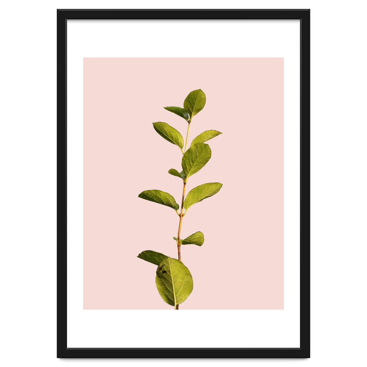 Botanical Art V3