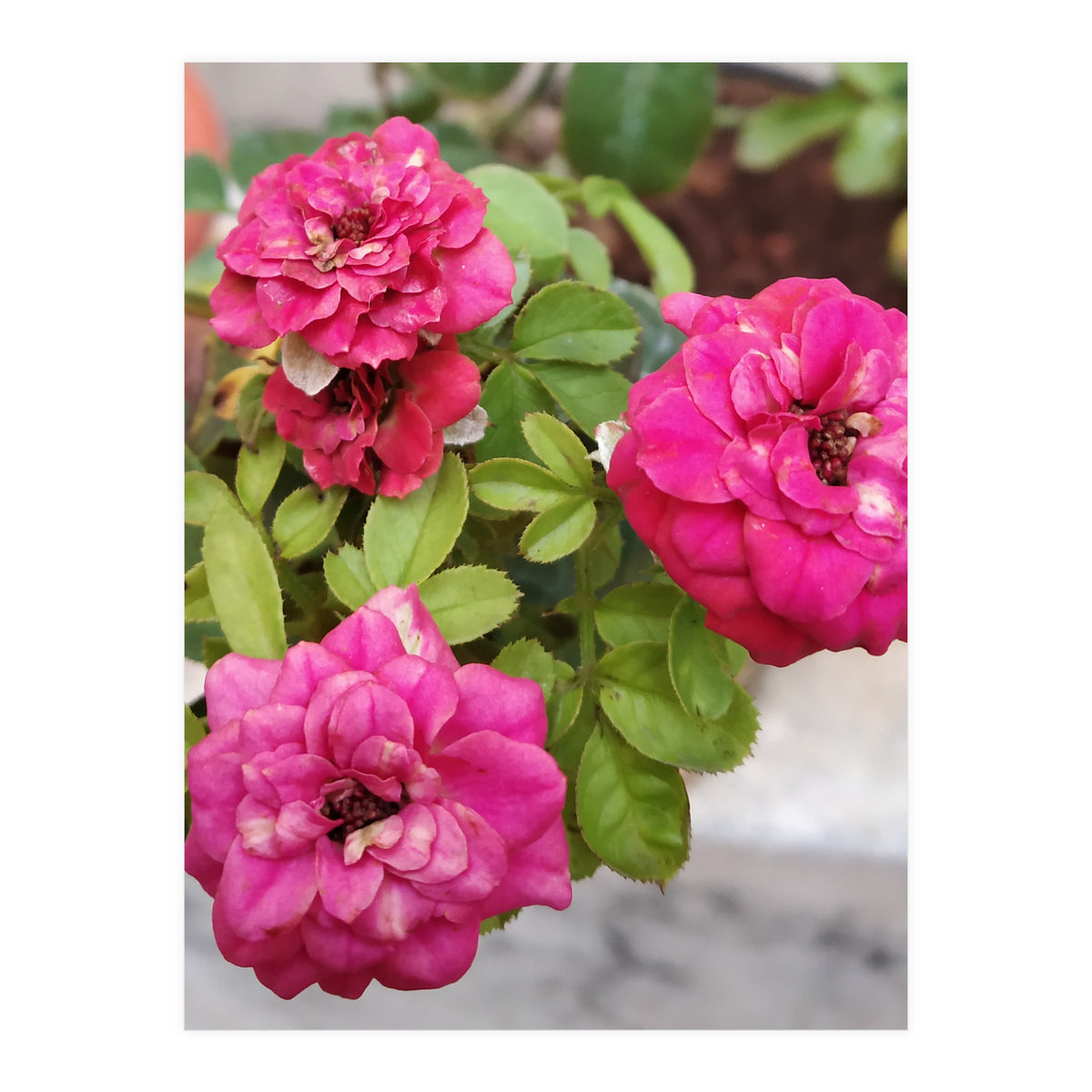 Blooming Roses (Print Only)