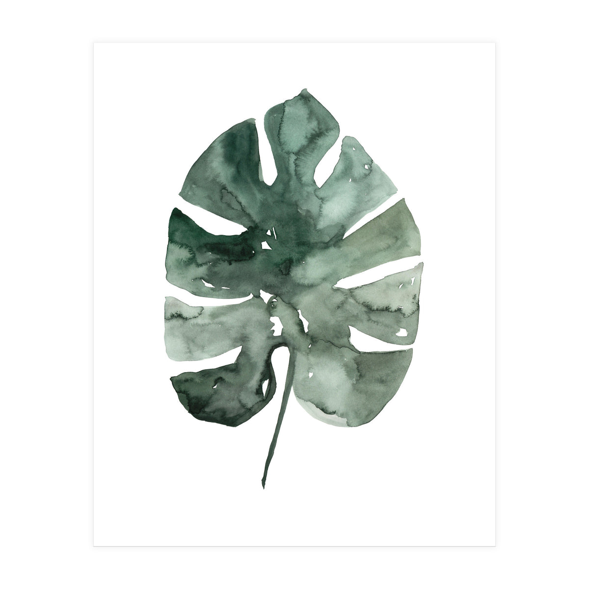 Botanical Illustration Monstera Leaf (Print Only)
