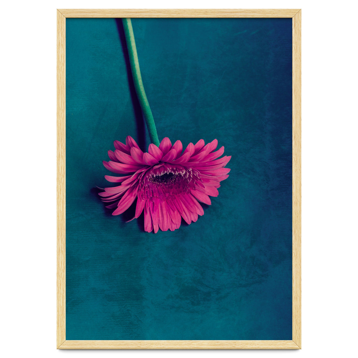 Gerbera for love