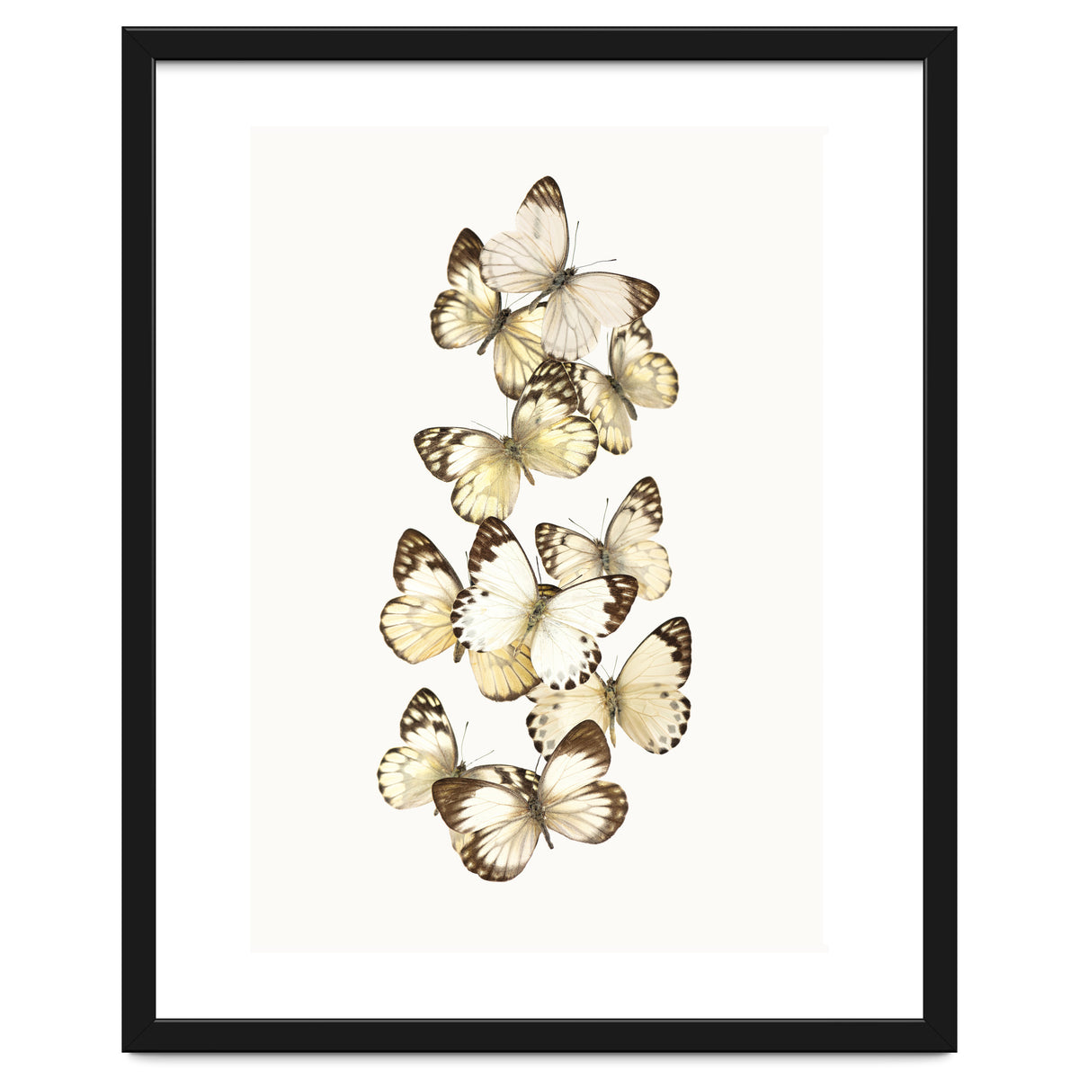 Cc Butterflies 01