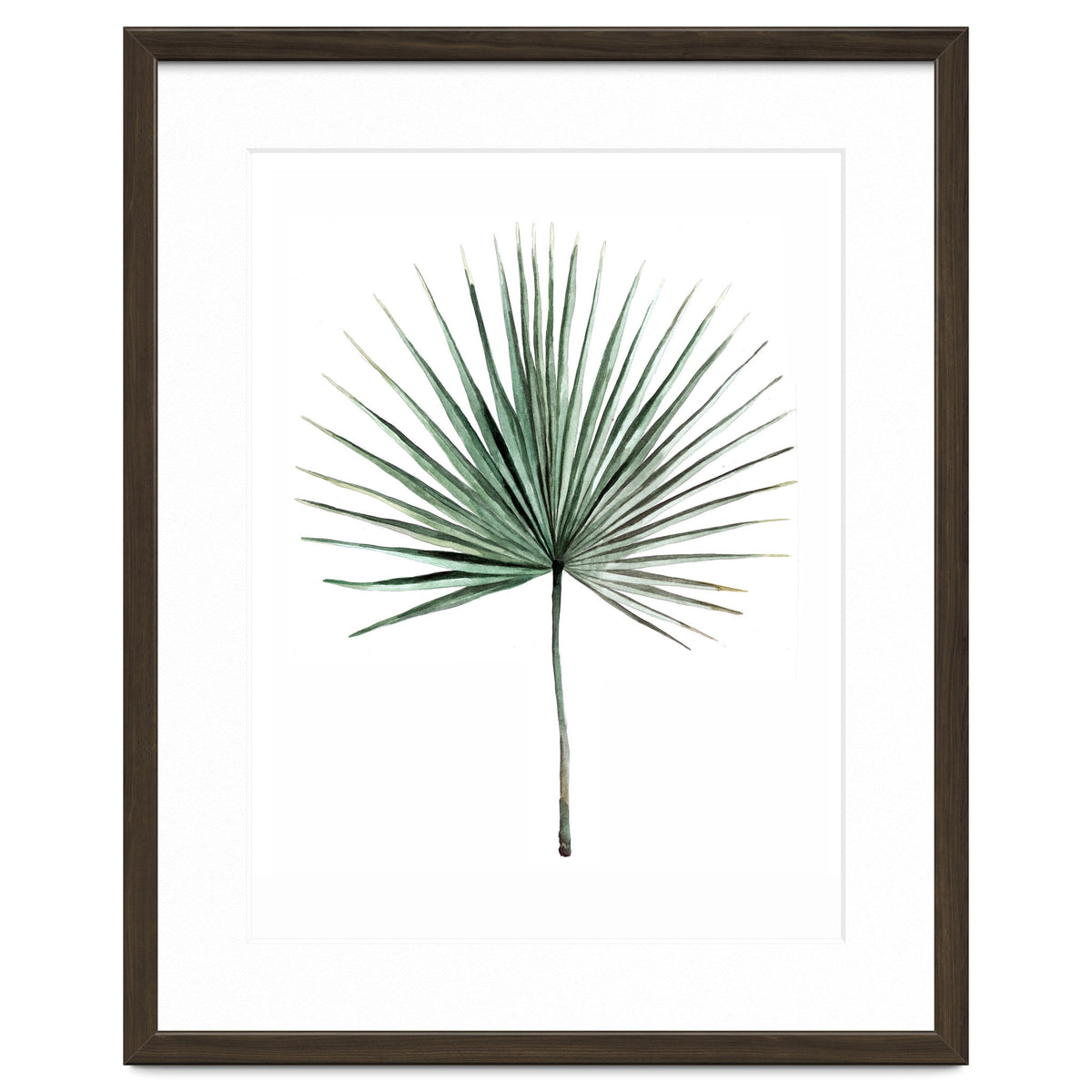 Botanical Illustration Fanpalm
