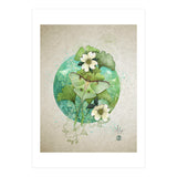 Luna Moth  (Print Only) thumbnail