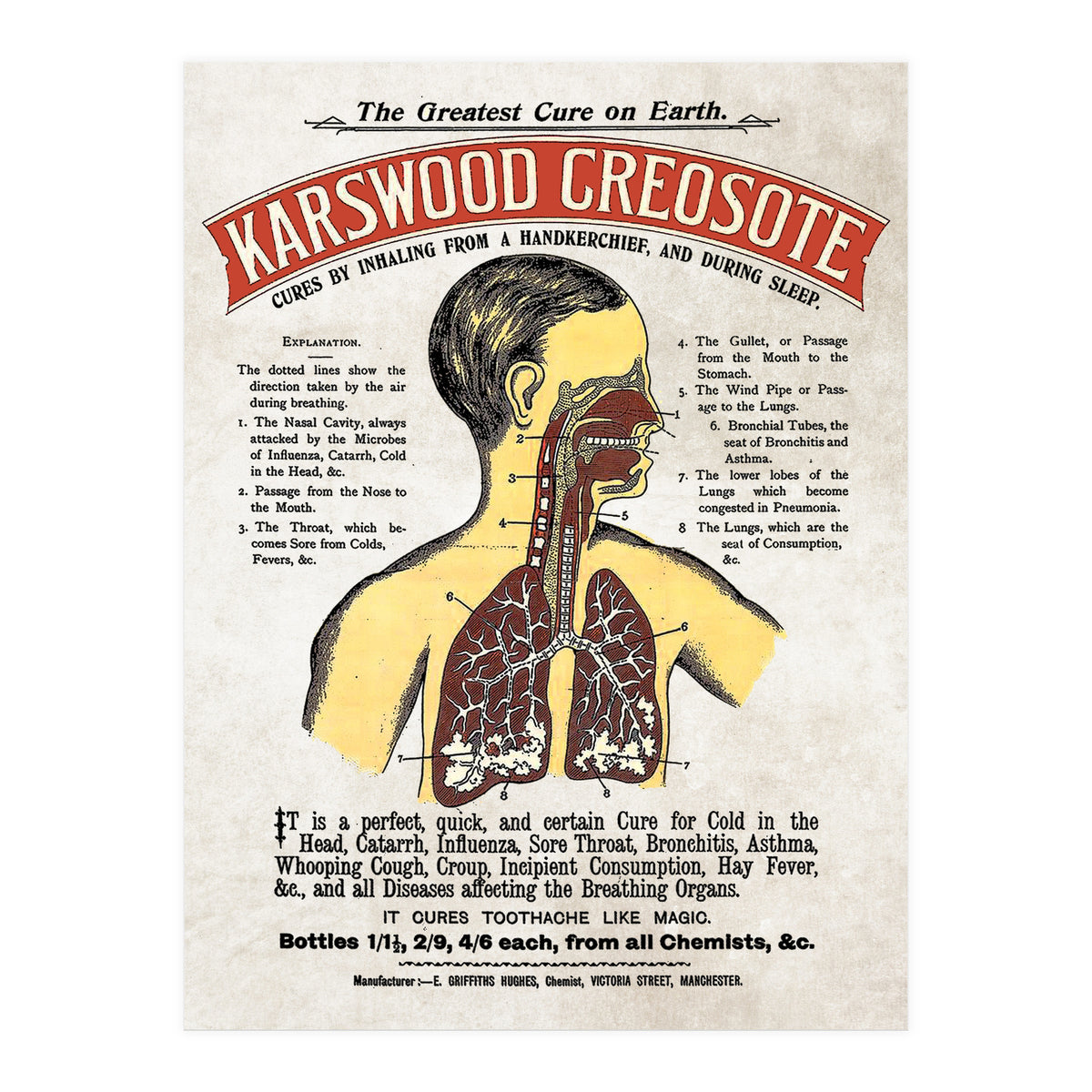 anatomy digestive system poster (Print Only)